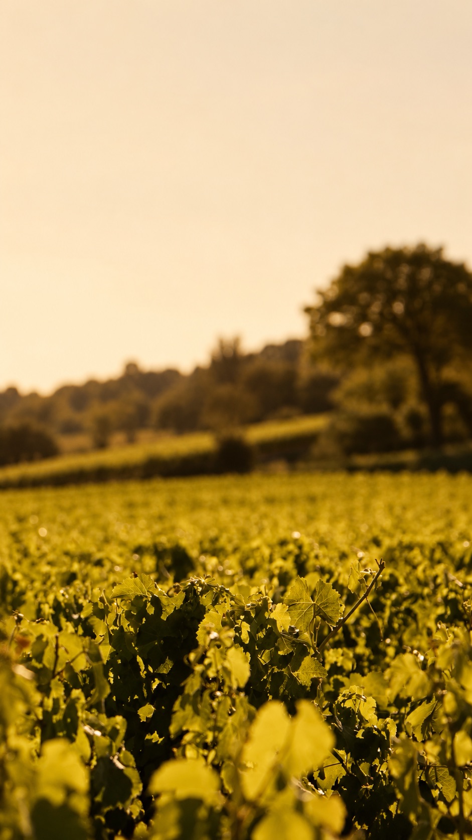 Les vignes du Domaine des Curiades